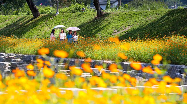 On the August 20, 2025, three days before the beginning of the solar term, while the heat wave was still raging, yellow cosmos flowers were in full bloom along the Yangjicheon Stream in Sunchang-eup, Sunchang-gun, Jeollabuk-do. (Photo by Kim Young-geun)