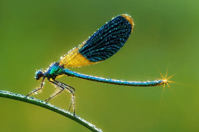 A dragonfly sparkles in the glinting sunlight, July 2016. (Photo by Petar Sabol Sharpeye/Rex Features/Shutterstock)