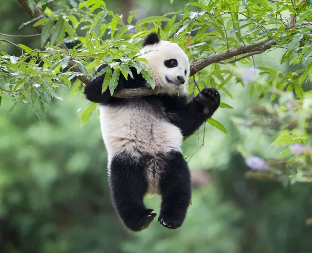 In this August 23, 2014 file photo, panda cub Bao Bao hangs from a tree in her habitat at the National Zoo in Washington in Washington. The National Zoo will be saying bye-bye to panda cub Bao Bao. The zoo said Thursday, Oct. 20, 2016, that Bao Bao will move to China within the first few months of 2017. (Photo by Pablo Martinez Monsivais/AP Photo)