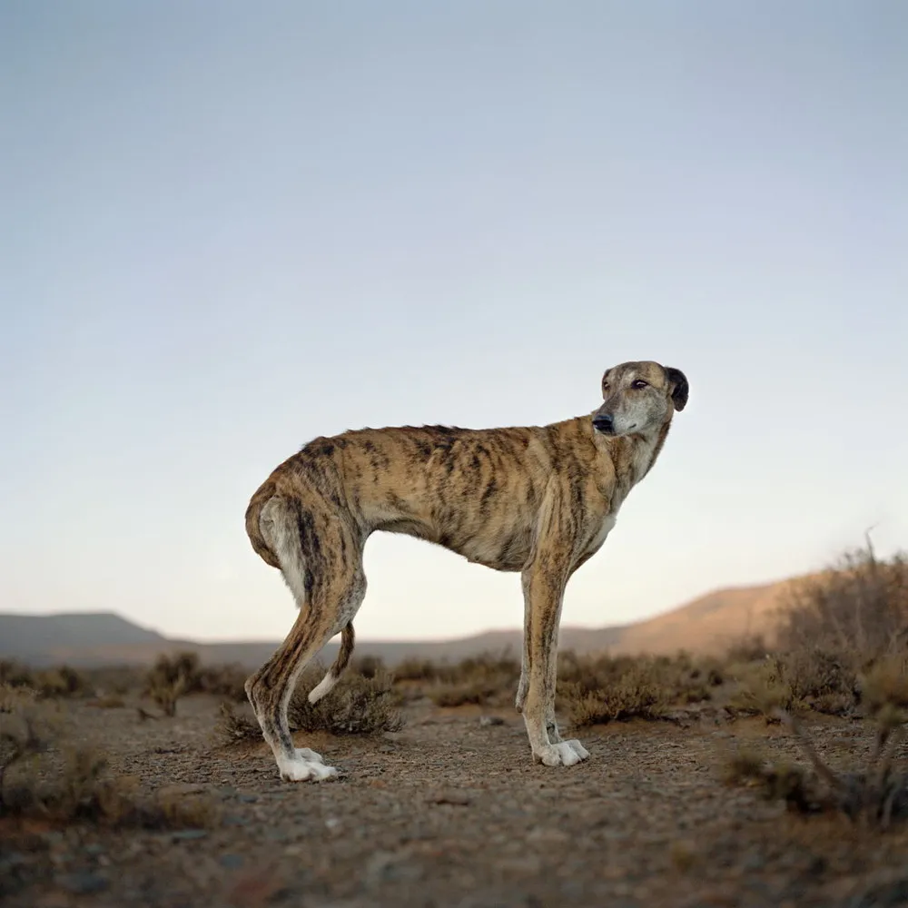 A Feral Africanis: a Wild Breed of Dog by Photographer Daniel Naudé