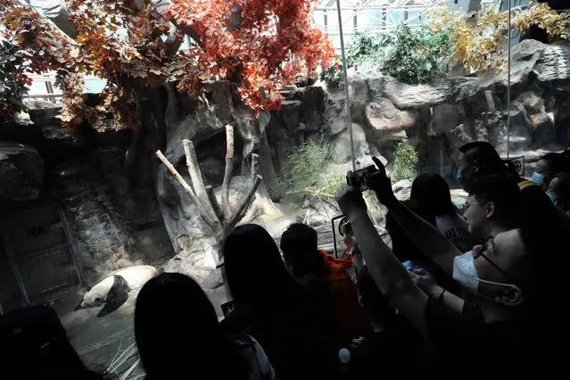 Visitors try to catch a glimpse of a napping panda at the zoo on the last day of the May Day holidays in Beijing, Wednesday, May 3, 2023. (Photo by Ng Han Guan/AP Photo)