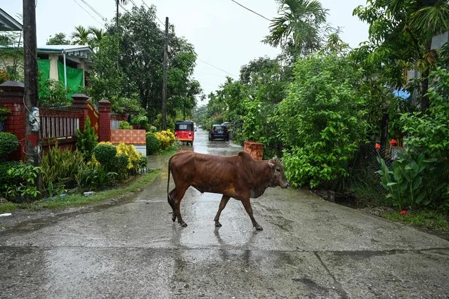 A cow walks in an almost empty street in Kyauktaw in Myanmar's Rakhine state on May 14, 2023, ahead of the expected landfall of Cyclone Mocha. The Bay of Bengal's most powerful cyclone for over a decade was set to make landfall on May 14, with hundreds of thousands evacuated from the coasts of Myanmar and Bangladesh taking shelter from driving winds and rain. (Photo by Sai Aung Main/AFP Photo)