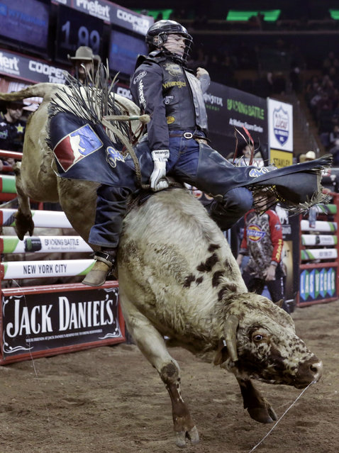 Zane Lambert, from Westbourne, Manitoba, rides Rectify during the Professional Bull Riders Buck Off, in New York's Madison Square Garden, Saturday, January 17, 2015. (Photo by Richard Drew/AP Photo)