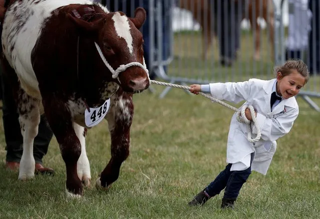 A girl shows a bullock during judging at the Royal Cheshire County Show near Tabley, Britain, June 20, 2018. (Photo by Phil Noble/Reuters)