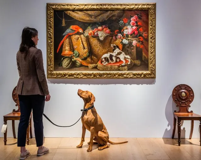 A dog sits while its owner admires Circle of Reynaud Levieux, part of an auction at Christie’s of the Robin and Rupert Hambro collection in London, UK on June 2, 2023. (Photo by Guy Bell/Rex Features/Shutterstock)