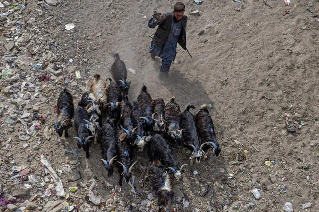 An Afghan vendor walks along with goats as he looks for customers at a livestock market ahead of Muslim festival of Eid al-Adha, on the outskirts of Kabul on June 26, 2023. (Photo by Wakil Kohsar/AFP Photo)
