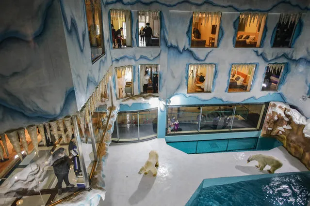 People look at polar bears inside an enclosure at a newly-opened hotel, which allows guests views of the animals – listed as a vulnerable species by the International Union for Conservation of Nature (IUCN) – from rooms on the premises in Harbin, northeastern China's Heilongjiang province, on March 12, 2021. (Photo by AFP Photo/China Stringer Network)