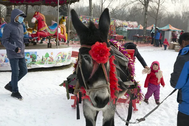 A man with a mask looks on as a child gets off a donkey cart in Beijing, China, Saturday, December 19, 2015. (Photo by Ng Han Guan/AP Photo)