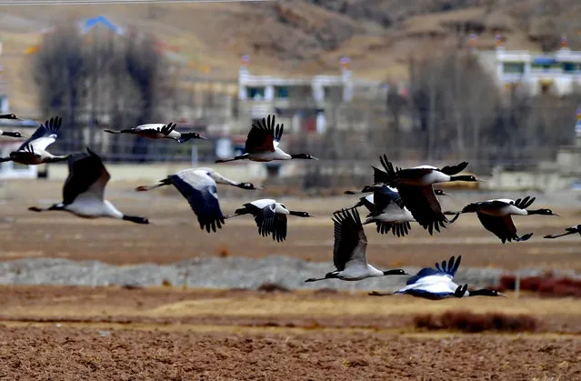 Photo taken on March 14, 2021 shows black-necked cranes flying at the national nature reserve for black-necked cranes in Linzhou County of Lhasa, capital of southwest China's Tibet Autonomous Region. About 1,700 black-necked cranes arrive at the national nature reserve for black-necked cranes to spend the winter time every year. (Photo by Xinhua News Agency/Rex Features/Shutterstock)