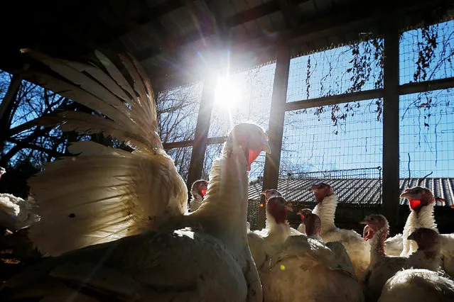 Turkeys stand in their barn at Seven Acres Farm in North Reading, Massachusetts, U.S. November 23, 2016, one day before the Thanksgiving holiday in the United States. (Photo by Brian Snyder/Reuters)