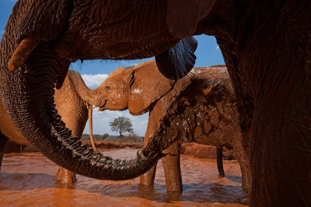 Orphan elephants mudding in a man-made waterhole in the Voi elephant stockade in Tsavo East national park, Kenya, 2010. (Photo by Michael Nichols/National Geographic)