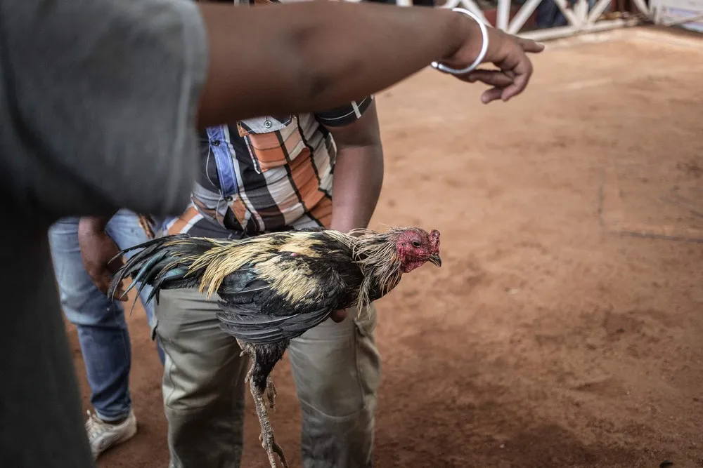 Cock Fighting in Madagascar
