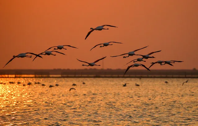 Flamingos returning artificial breeding island at sunset in Izmir Bird Paradise, in Izmir, Turkey on May 27, 2021. (Photo by Halil Fidan/Anadolu Agency via Getty Images)