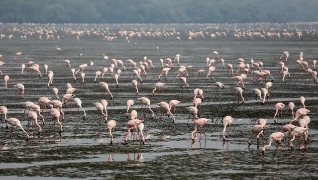 Flamingos eat plankton near the Arabian Sea coast in Mumbai, India, January 28, 2016. Migratory birds arrive in the winter season from different parts of India and neighboring countries and are usually leaving the region again in the spring months. (Photo by Divyakant Solanki/EPA)