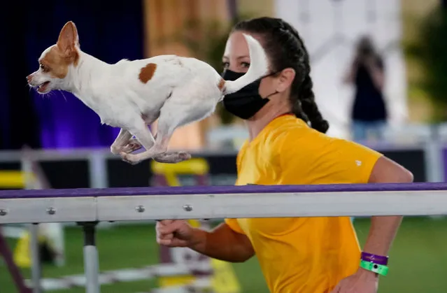 A  Chihuahua runs  up the ramp during the  8th Annual Masters Agility Championship at the 145th Annual Westminster Kennel Club Dog Show on June 11, 2021, in Tarrytown, New York. (Photo by Timothy A. Clary/AFP Photo)