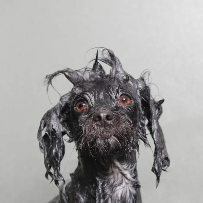 Wet Dogs by Sophie Gamand
