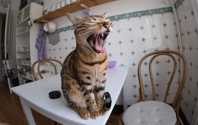 A picture made available on 25 March 2015 shows a cat yawning on a kitchen table at an apartment in Hamburg, Germany, 24 March 2015. Spring fever occurs mostly in spring time as the days get warmer. (Photo by Axel Heimken/EPA)