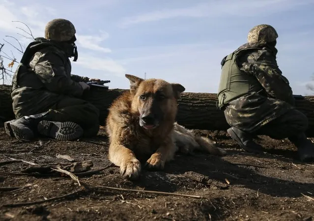 A dog lies on the ground as members of the Ukrainian armed forces take their positions near Kurakhovo, not far from Donetsk March 11, 2015. (Photo by Gleb Garanich/Reuters)