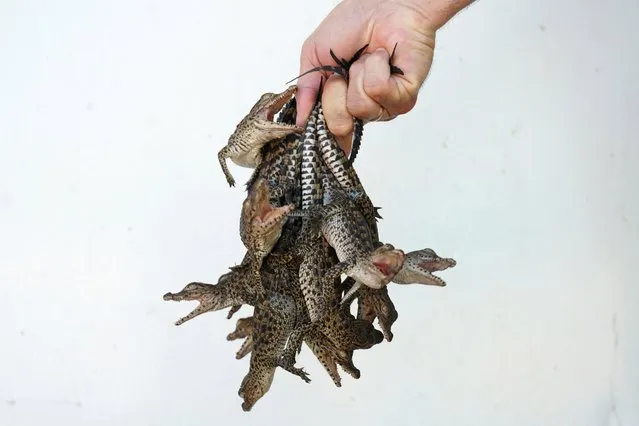 A biologist poses with newly-hatched Cuban crocodiles (Crocodylus rhombifer) as they are relocated at a hatchery at Zapata Swamp, Cienaga de Zapata, Cuba, August 25, 2022. Cuban crocodiles, an endemic species found only here and in a swamp on Cuba's Isle of Youth, are critically endangered and have the smallest natural habitat left of any living crocodile species, scientists say. (Photo by Alexandre Meneghini/Reuters)