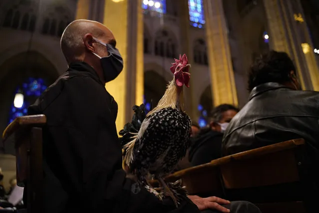 “Blessing of the Animals” event held in the Cathedral of Saint John the Divine on October 2, 2022 in New York, United States. People celebrated the upcoming feast of St. Francis during the service which many of them joined by their pets. (Photo by Lokman Vural Elibol/Anadolu Agency via Getty Images)