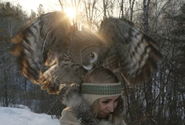 Zoo employee Daria Cherepanova walks with Mykh, an 8-month-old great gray owl, during a training session which is a part of Royev Ruchey zoo's programme of taming wild animals for research, and for enlightenment and interaction with visitors, in the Siberian taiga forest in the suburb of Krasnoyarsk, Russia January 10, 2017. (Photo by Ilya Naymushin/Reuters)