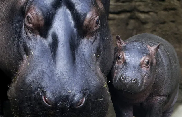 A baby hippo stands near its mother Maruska in their enclosure at Prague Zoo, Czech Republic, February 24, 2016. (Photo by David W. Cerny/Reuters)