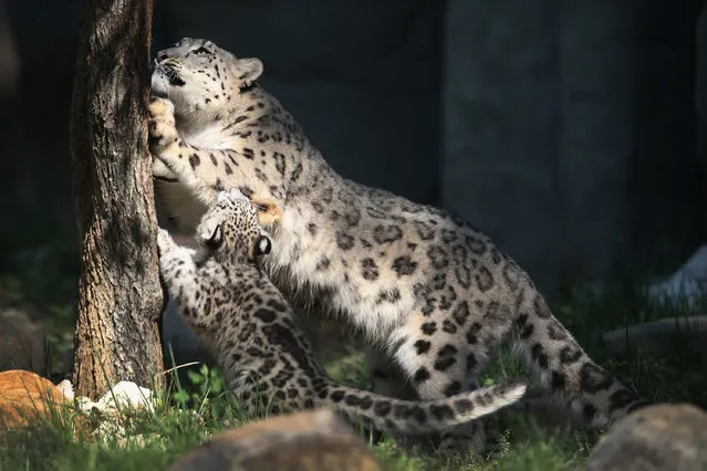 A three-month-old snow leopard cub plays with his mother during his public debut at the  Brookfield Zoo on September 18, 2013 in Brookfield, Illinois. (Photo by Scott Olson/Getty Images)