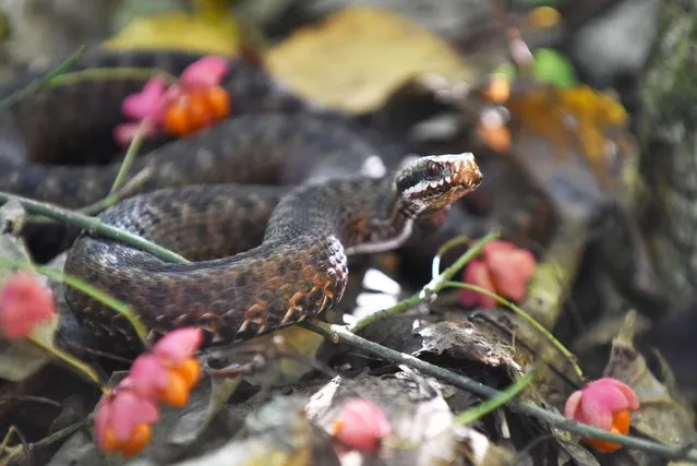 A common European adder snake (vipera berus) slithers among the pink flowers, Kyiv Region, central Ukraine on October 3, 2021. (Photo by Ukrinform/Rex Features/Shutterstock)