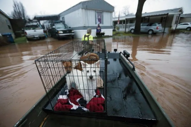 Sam Breen tows his skiff as he helps his friend Roger Dove, not pictured, retrieve his dogs Edison, foreground, and Allie, from his home, as floodwater rises at the Pecan Valley Estates trailer park in Bossier City, La., Wednesday, March 9, 2016. (Photo by Gerald Herbert/AP Photo)