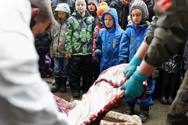 Children watch as Marius, a male giraffe, is dissected, at the Copenhagen Zoo, in Denmark, Sunday, Feb. 9, 2014. Copenhagen Zoo turned down offers from other zoos and 500,000 euros ($680,000) from a private individual to save the life of a healthy giraffe before killing and slaughtering it Sunday to follow inbreeding recommendations made by a European association. (Photo by Rasmus Flindt Pedersen/AP Photo/Polfot)
