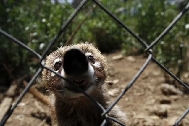 A coati, which had been rescued from a home along with two others of its kind, sits inside its enclosure at the Federal Wildlife Conservation Center on the outskirts of Mexico City May 20, 2011. (Photo by Carlos Jasso/Reuters)