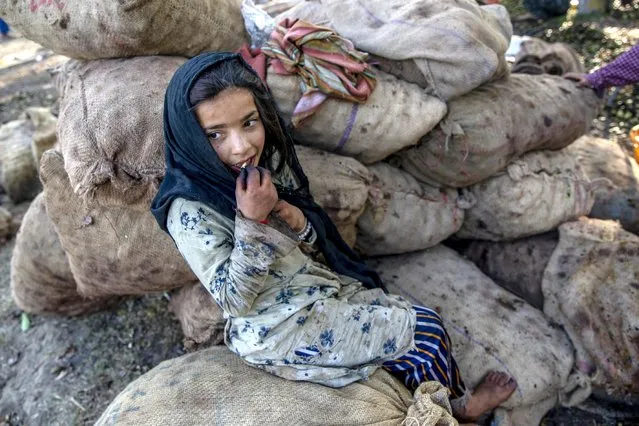 Kulsum Banoo, a Kashmiri villager, eats walnuts as she takes a break from shelling the nuts in Budgham area, northeast of Srinagar, Saturday, September 25, 2021. (Photo by Dar Yasin/AP Photo)