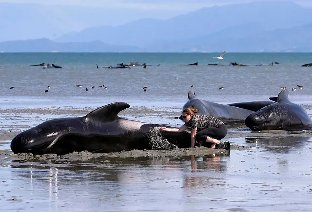 Volunteers try to assist some more stranded pilot whales that came to shore in the afternoon after one of the country's largest recorded mass whale strandings, in Golden Bay, at the top of New Zealand's South Island, February 11, 2017. (Photo by Anthony Phelps/Reuters)