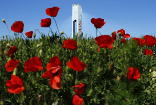 A tower belonging to the Abengoa solar plant is seen behind poppies at the “Solucar” solar park in Sanlucar la Mayor, near the Andalusian capital of Seville, southern Spain March 29, 2016. (Photo by Marcelo del Pozo/Reuters)