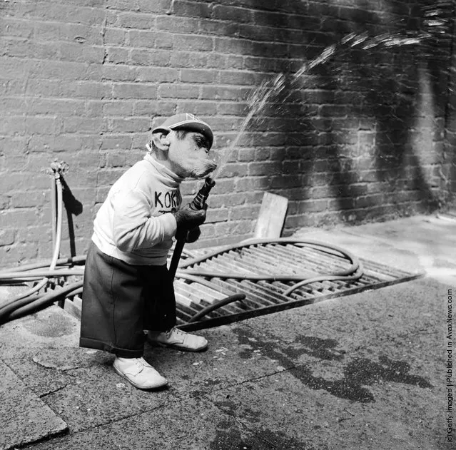 Young chimpanzee Kokomo Jnr playing with a hose pipe outside his owner's apartment in New York City