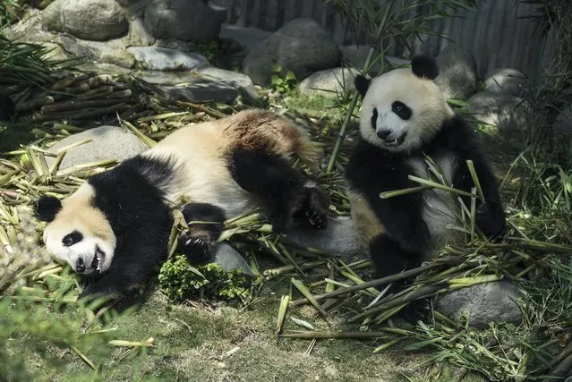 Female pandas eat bamboo at Chengdu Panda Breeding Research Center in Chengdu in southwest China's Sichuan province Wednesday, May 13, 2015. Police in southwestern China arrested 10 people for killing a female wild giant panda, buying and selling its parts, state media said Wednesday. (Photo by Chinatopix via AP Photo)
