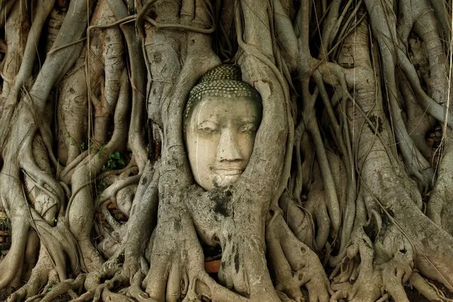A Buddha head entwined within the roots of a tree is seen in the ruins of the ancient city of Ayutthaya, Thailand July 14, 2016. (Photo by Jorge Silva/Reuters)
