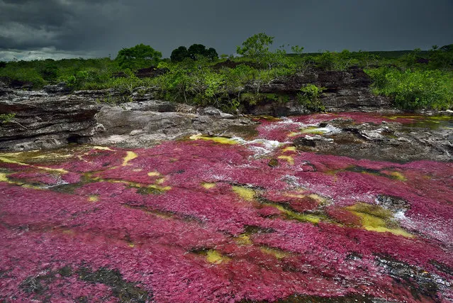 At the end of the rainy season, in August, when the water level finally decreases the Cano Cristales RIver in the Sierra de la Macarena in Colombia, becomes covered with a bright pink endemic aquatic plant, Macarenia Clavigera. (Photo by Olivier Grunewald)