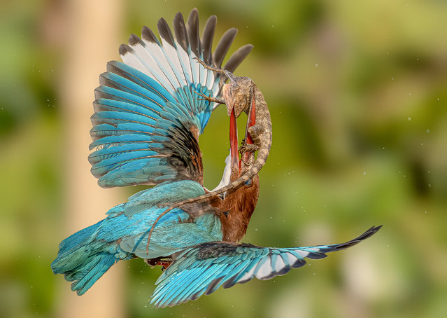 A white-throated kingfisher tackles an oriental garden lizard mid-flight in Purbasthali, India in April 2024. Kingfishers usually catch fish but sometimes go for frogs, lizards and even crabs. (Photo by Tanmoy Das Karmakar/Solent News)