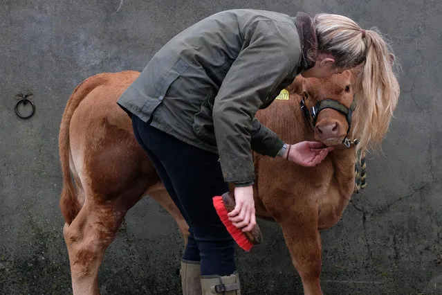 A woman cleans her calf at a washdown during the first day of the 161st Great Yorkshire Show on July 09, 2019 in Harrogate, England. Organiser’s of the show this year have revealed that overall entries for the three-day show are higher than in any previous years. The Great Yorkshire Show is England’s premier agricultural event and is organised by the Yorkshire Agricultural Society. The YAS support and promotes the farming industry through health care, business, education and funding scientific research into rural affairs. First held in 1838 the show brings together agricultural displays, livestock events, farming demonstrations, food, dairy and produce stands as well as equestrian events. The popular agricultural show is held over three days and celebrates the farming and agricultural community and their way of life. (Photo by Ian Forsyth/Getty Images)