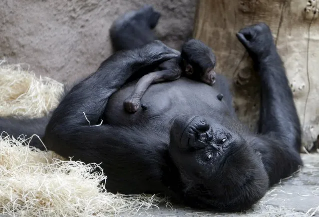 Shinda, a western lowland gorilla, holds her newborn baby in its enclosure at Prague Zoo, Czech Republic, April 24, 2016. (Photo by David W. Cerny/Reuters)