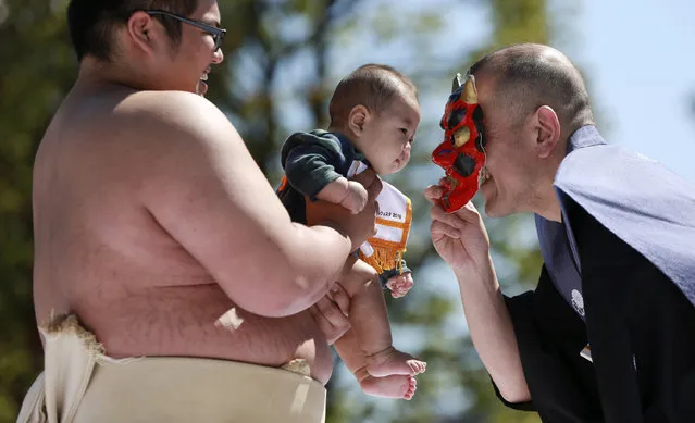 A referee puts an ogre mask to make a baby, who is held by a college sumo wrestler, cry to win in the Naki Sumo, or crying baby contest at Sensoji Buddhist temple in Tokyo, Friday, April 29, 2016. The babies participated in the annual traditional ritual performed as a prayer for healthy growth of them. (Photo by Eugene Hoshiko/AP Photo)