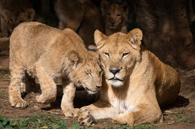 A Barbary lioness and her cub (also known as the Atlas or North African lion), part of a Panthera leo population that is extinct in the wild, are pictured in their enclosure at the Rabat zoo, on febuary 2, 2022. (Photo by Fadel Senna/AFP Photo)