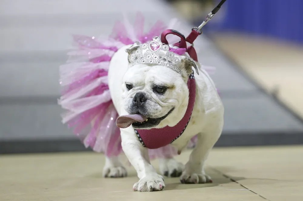 “Beautiful Bulldog” Pageant