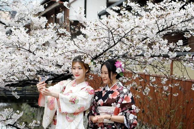 Women wearing Kimonos pose for a souvenir photo with blooming cherry blossoms in Kyoto, Japan April 7, 2017. (Photo by Jorge Silva/Reuters)
