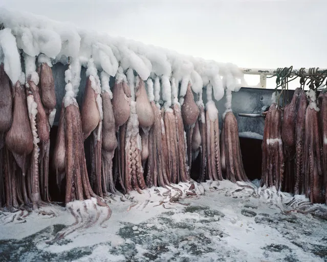 “Octopus Bait”. (Photo by Corey Arnold/Charles A. Harman Fine Art/The Guardian)