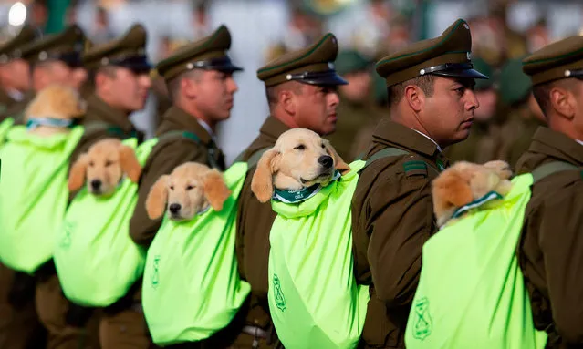 Carabineros police officers march with their sniffer dogs during a military parade in Santiago, on September 19, 2019, at the 209th anniversary of Chile's independence. (Photo by Claudio Reyes/AFP Photo)