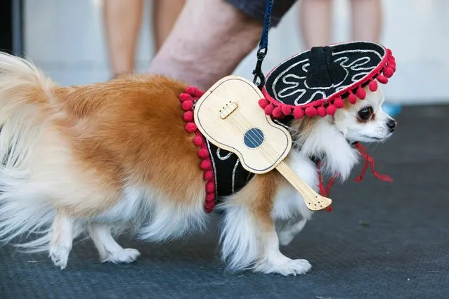 A Chihuahua wearing a Mexican-themed festive costume with mock guitar after the Chihuahua races held for the Si Se Puede Foundation's Cinco de Mayo Festival in Chandler, Ariz. on May 3, 2014. (Photo by Samantha Sais/Reuters)