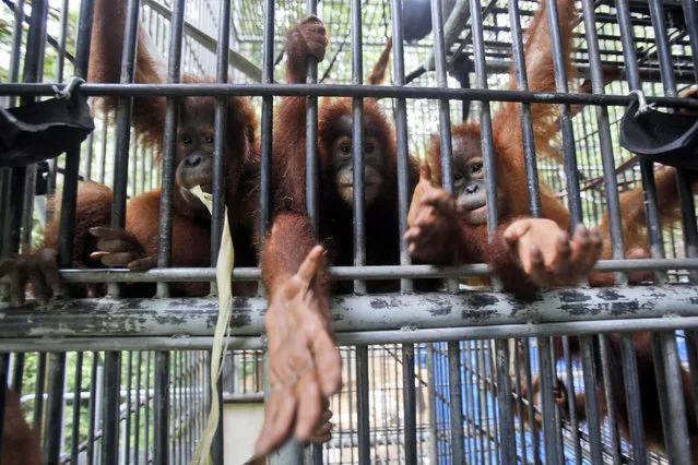 Sumatran orangutans sit inside a holding cage at Sumatran Orangutan Conservation Programme's rehabilitation center in Kuta Mbelin, North Sumatra, Indonesia, Friday, July 10, 2015. (Photo by Binsar Bakkara/AP Photo)