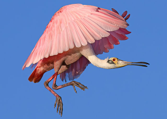 A spoonbill appears to creep across the sky as it comes in to land on a nearby branch in the Orlando Wetlands, Florida in the second decade of June 2024. (Photo by Deborah Sandidge/Solent News)